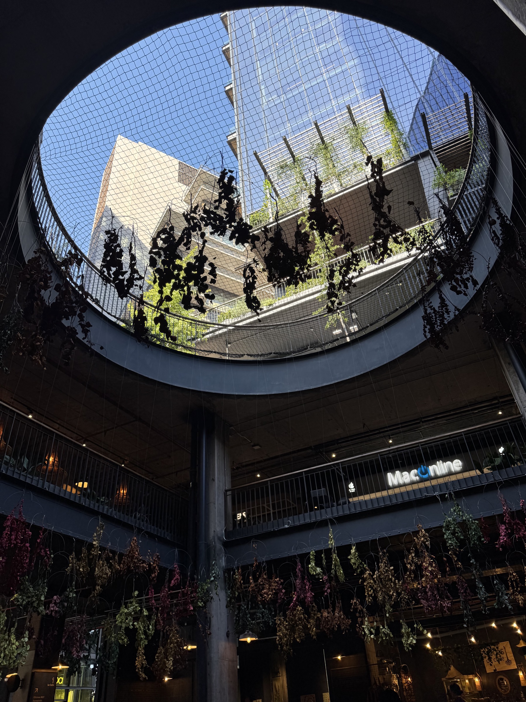 Novedades de Lorito: app Android, lanzamiento y feedback